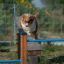 Cane che salta sopra le barre blu di Agility Jump Bars Set in un parco.