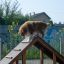 Cane che scala Agility A-frame Ramp.