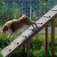 Cane che usa Agility A-frame Ramp in un ambiente esterno.