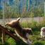 Due cani che giocano su un Agility A-frame Ramp in un'area erbosa.