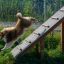 Cane che corre su Agility A-frame Ramp in un parco.