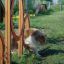 Attrezzatura di allenamento Agility Double Hoop Jump per cani su un campo erboso.