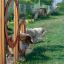 Cani che saltano attraverso Agility Double Hoop Jump in un campo erboso.