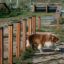 Cane che attraversa Agility Weave Poles.