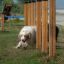 Cane che attraversa Agility Weave Poles in un'area di addestramento all'aperto.