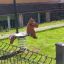 Attrezzatura da parco giochi a molla Pony rocking sull'erba