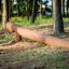 Attrezzatura da parco giochi trave di equilibrio in legno Ramp in un contesto boschivo