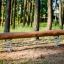 Trave in legno Balance per parchi giochi con supporti a molla in metallo in un ambiente forestale.