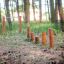 Attrezzature da parco giochi in legno per esterni Cape Code in un ambiente forestale.