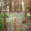 Attrezzature fitness per esterni Cape Code in un ambiente forestale.