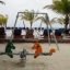 Swing Metal Frame (single swing, wide) a bordo piscina con palme sullo sfondo